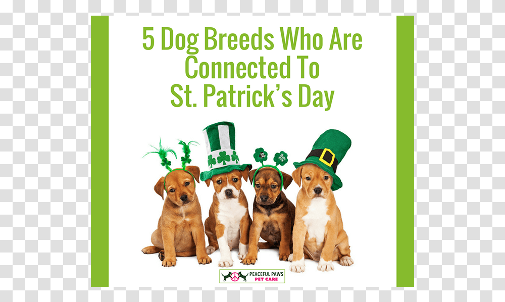 Dog Breeds Who Are Connected To St Cute St Patrick's Day Puppy, Hound, Pet, Canine, Animal Transparent Png