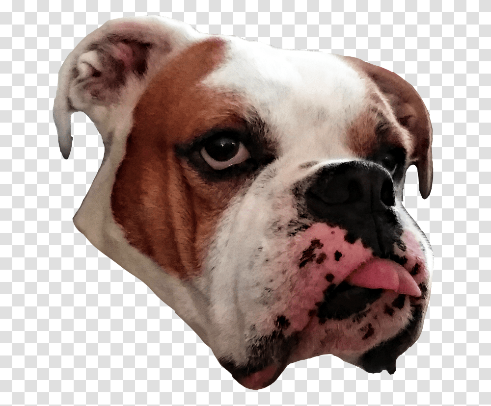 Dog Bulldog Funny Tongueout Australian Bulldog, Pet, Canine, Animal, Mammal Transparent Png