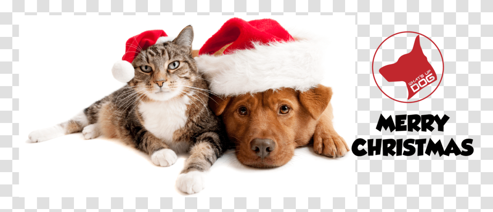 Dog Cat Christmas Cartoon Christmas Dog And Cat, Pet, Canine, Animal, Mammal Transparent Png