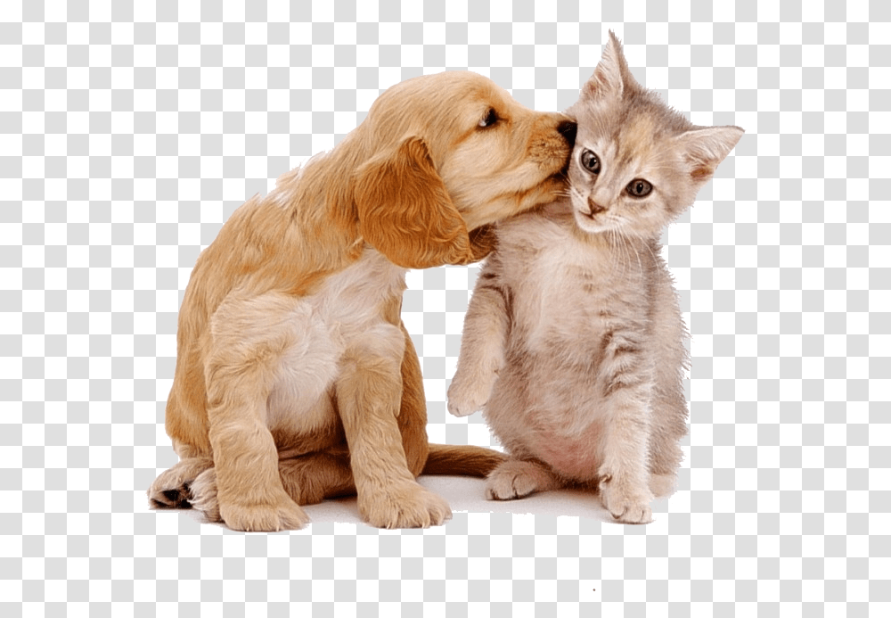 Dog Cat Cute Animal Stickers Cats Dogs, Pet, Canine, Mammal, Kitten Transparent Png