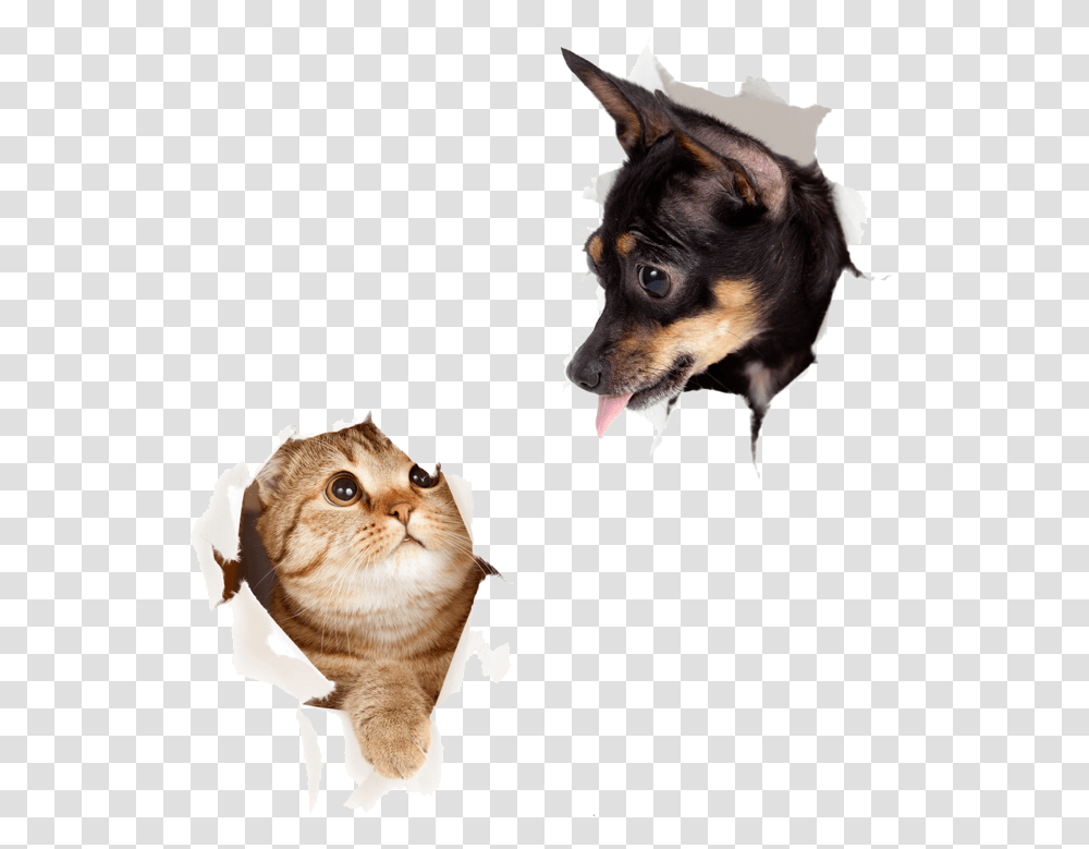 Dog Cat, Pet, Animal, Mammal, Manx Transparent Png