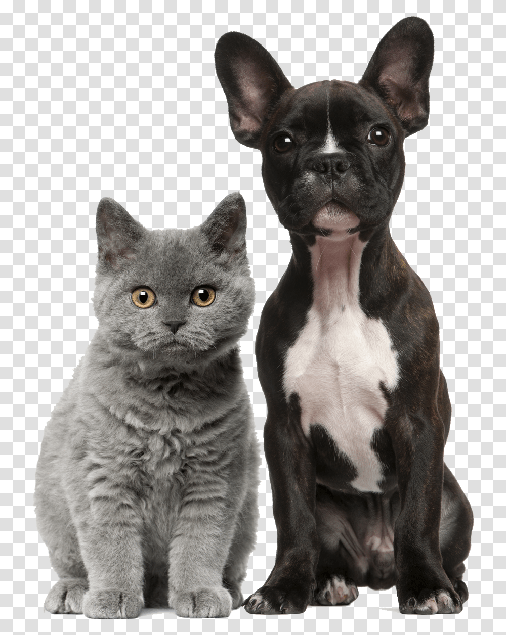 Dog Cat, Pet, Canine, Animal, Mammal Transparent Png