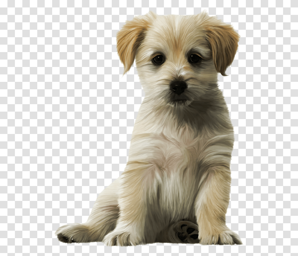 Dog Cat Puppy Kitten Felidae Cute Dogs, Pet, Canine, Animal, Mammal Transparent Png