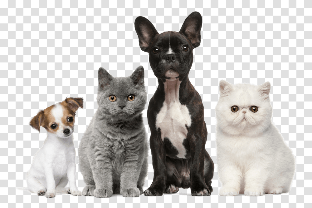 Dog Cat Puppy Kitten Pet Cats Dogs, Mammal, Animal, Manx, Canine Transparent Png
