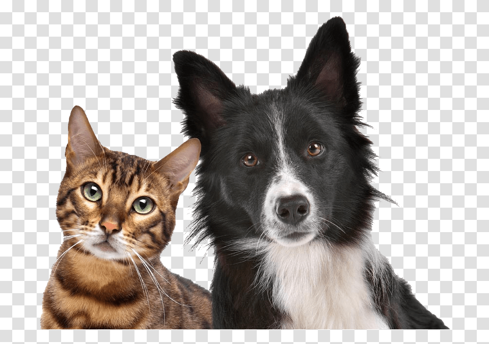 Dog Cat Relationship Dog Cat Relationship Kitten Pet Free Dog And Cat, Canine, Animal, Mammal, Manx Transparent Png
