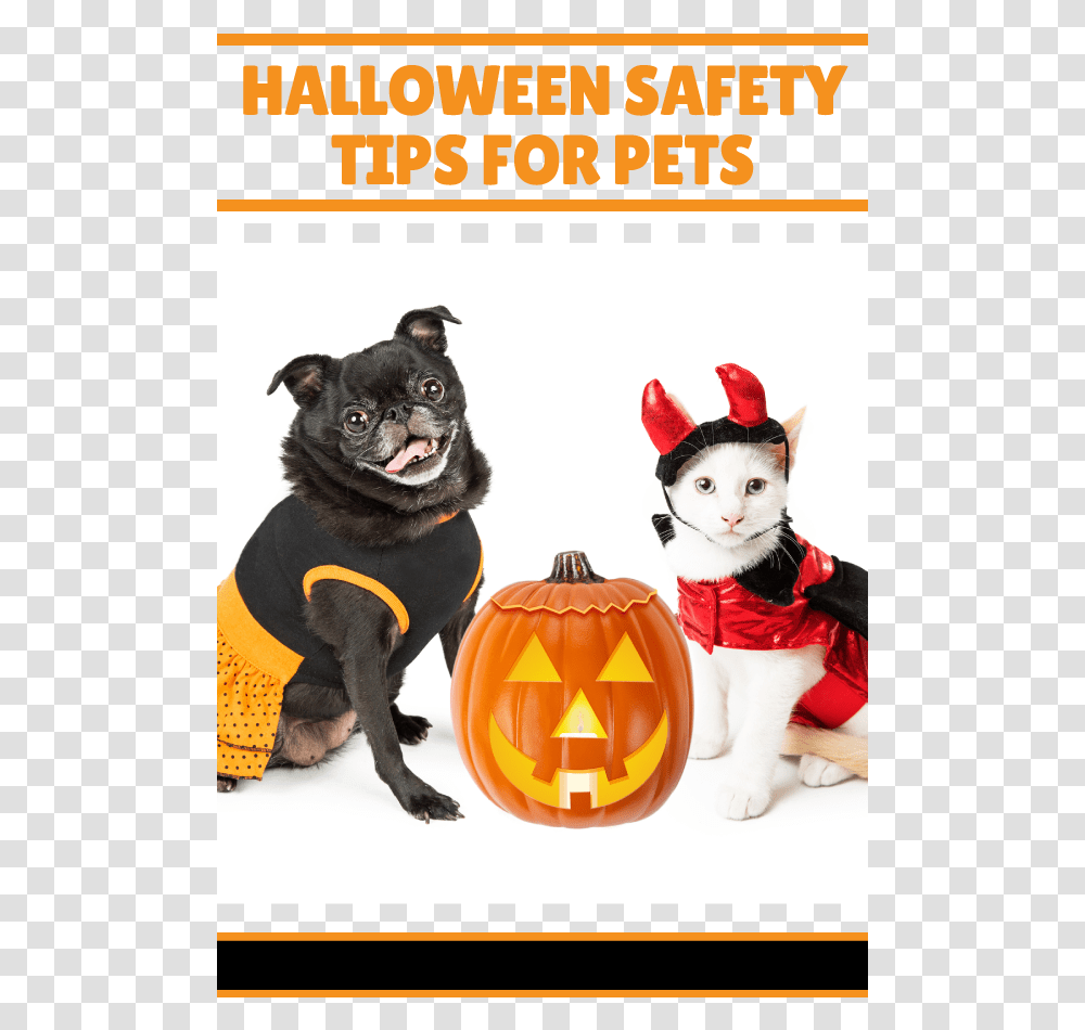 Dog Cat Safety Halloween Halloween Perros Y Gatos, Pet, Canine, Animal, Mammal Transparent Png