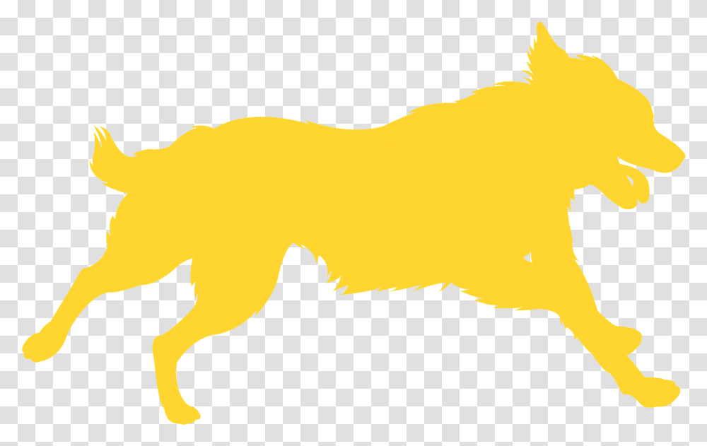 Dog Catches Something, Animal, Mammal, Canine, Pet Transparent Png