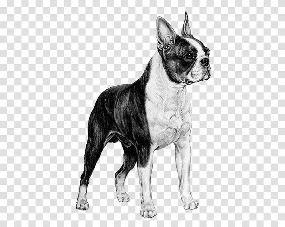 Dog Catches Something, Bulldog, Pet, Canine, Animal Transparent Png