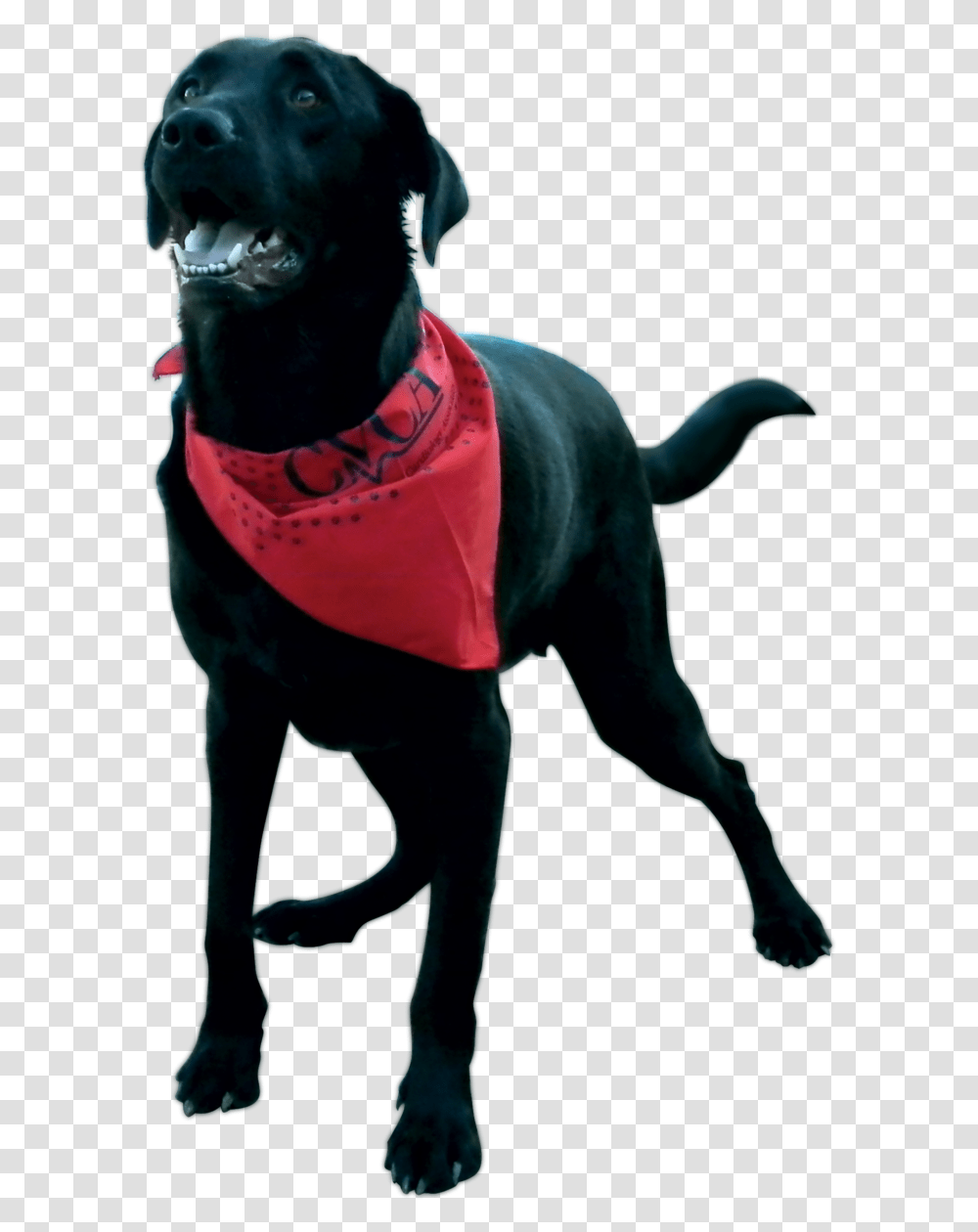 Dog Catches Something, Apparel, Animal, Canine Transparent Png