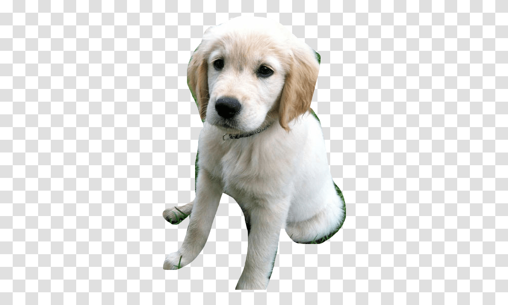 Dog Catches Something, Golden Retriever, Pet, Canine, Animal Transparent Png