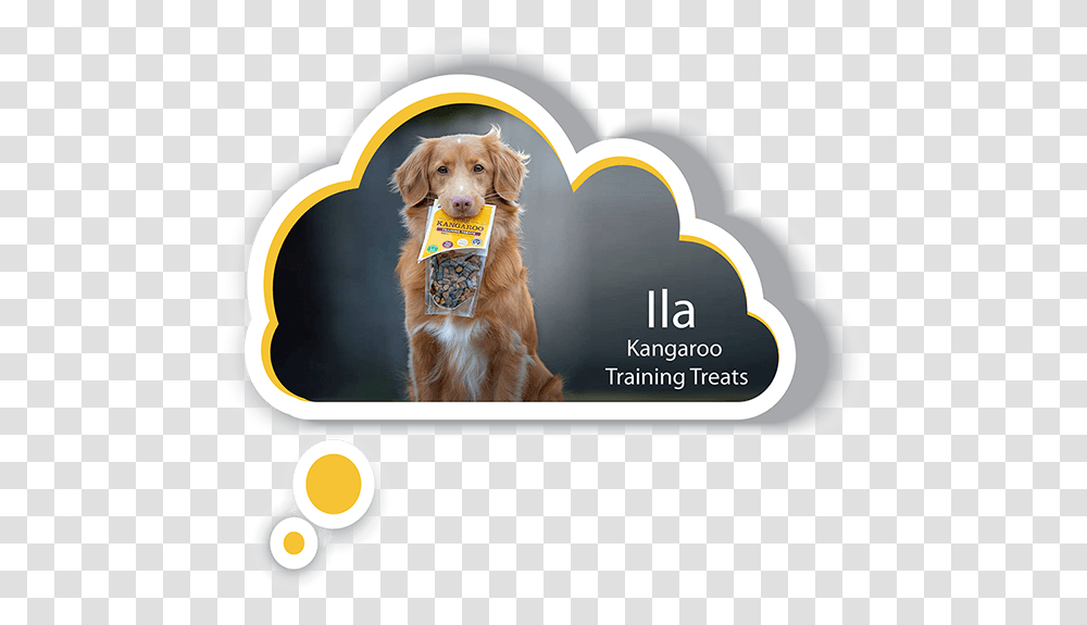 Dog Catches Something, Golden Retriever, Pet, Canine, Animal Transparent Png