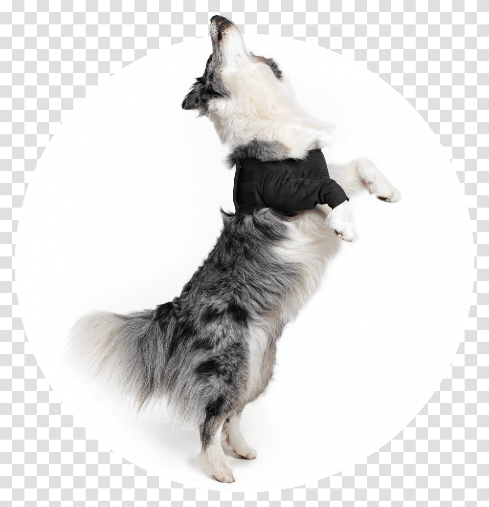 Dog Catches Something, Pet, Animal, Mammal, Canine Transparent Png