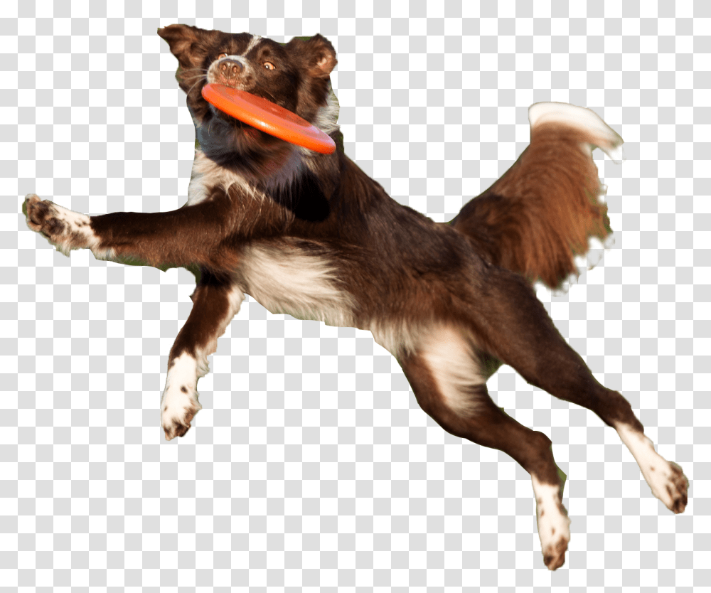 Dog Catches Something, Pet, Canine, Animal, Mammal Transparent Png