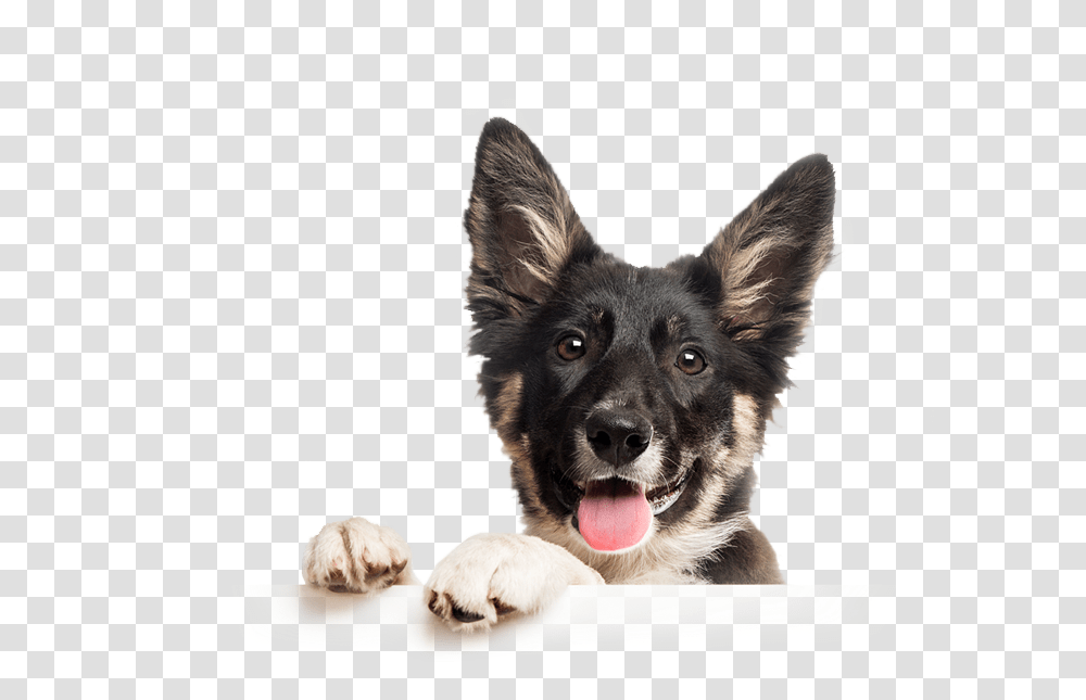 Dog Catches Something, Pet, Canine, Animal, Mammal Transparent Png