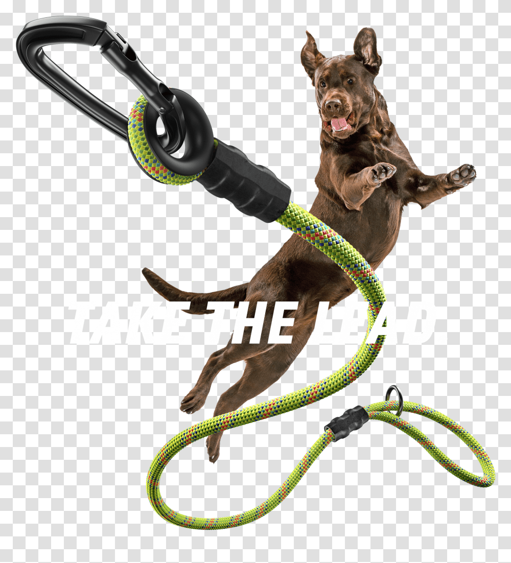Dog Catches Something, Strap, Bow, Leash Transparent Png