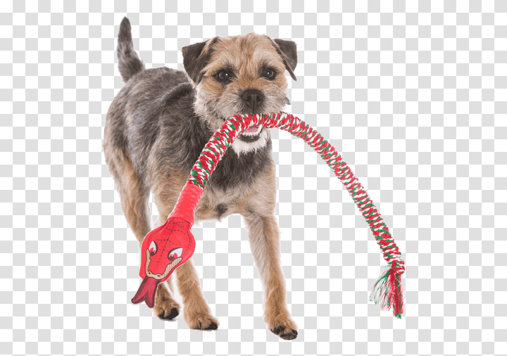Dog Catches Something, Strap, Pet, Canine, Animal Transparent Png