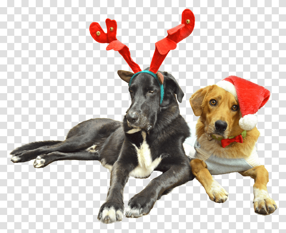 Dog Catches Something Transparent Png