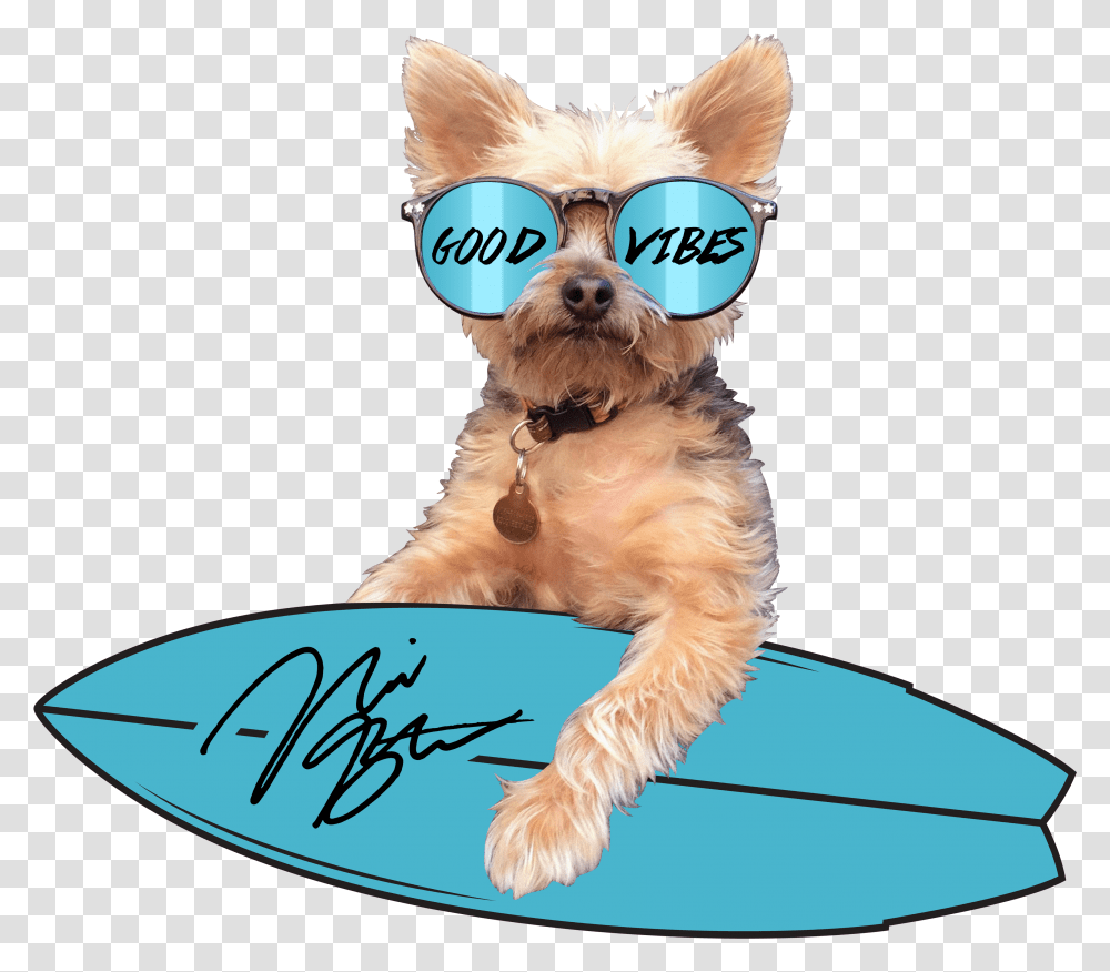 Dog Catches Something Transparent Png