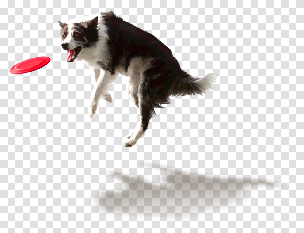 Dog Catching Frisbee, Pet, Canine, Animal, Mammal Transparent Png