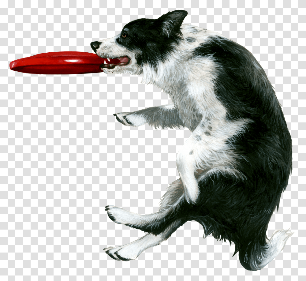 Dog Catching Frisbee Stock Transparent Png