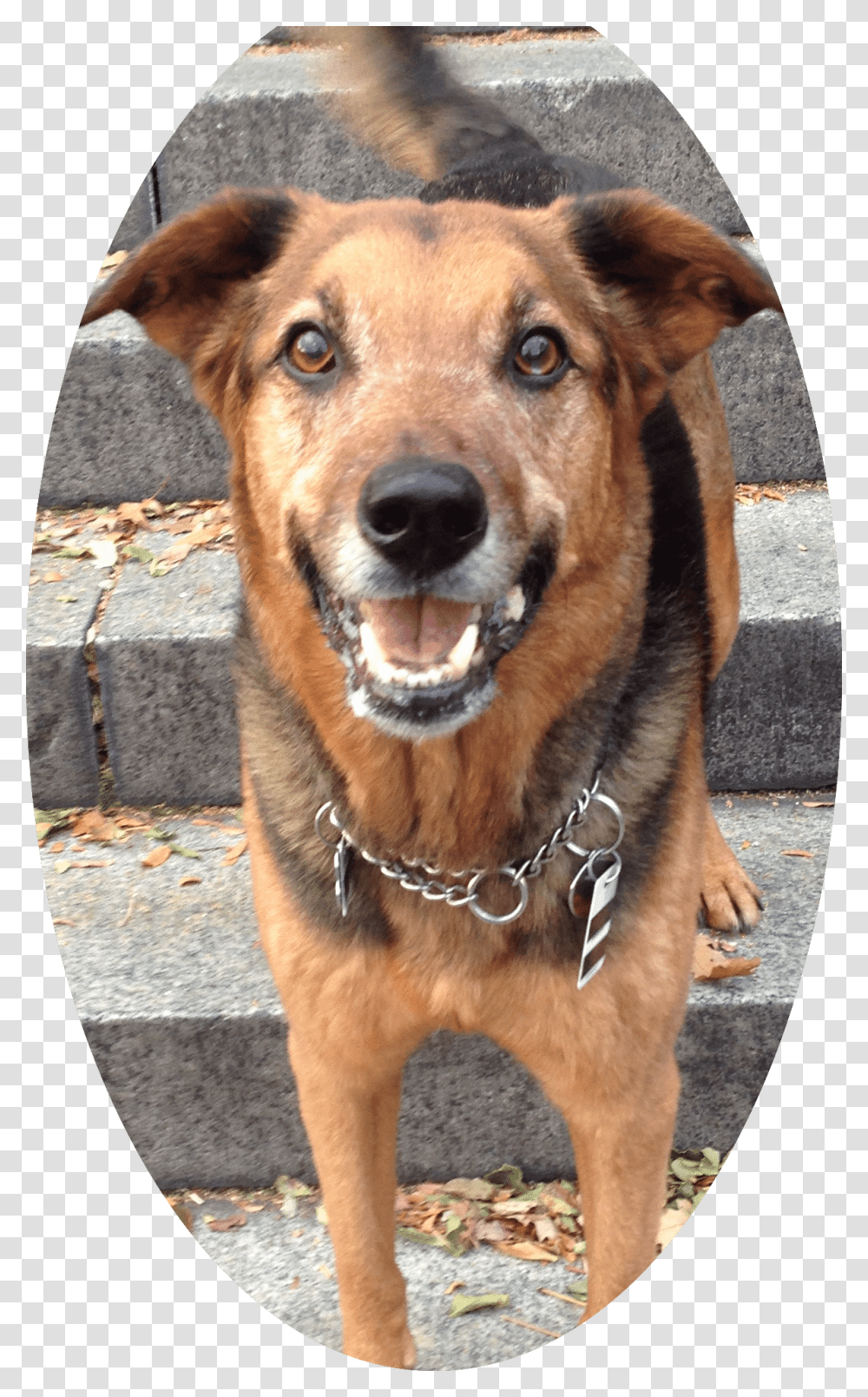 Dog CatClass Service Image Companion Dog, Pet, Canine, Animal, Mammal Transparent Png