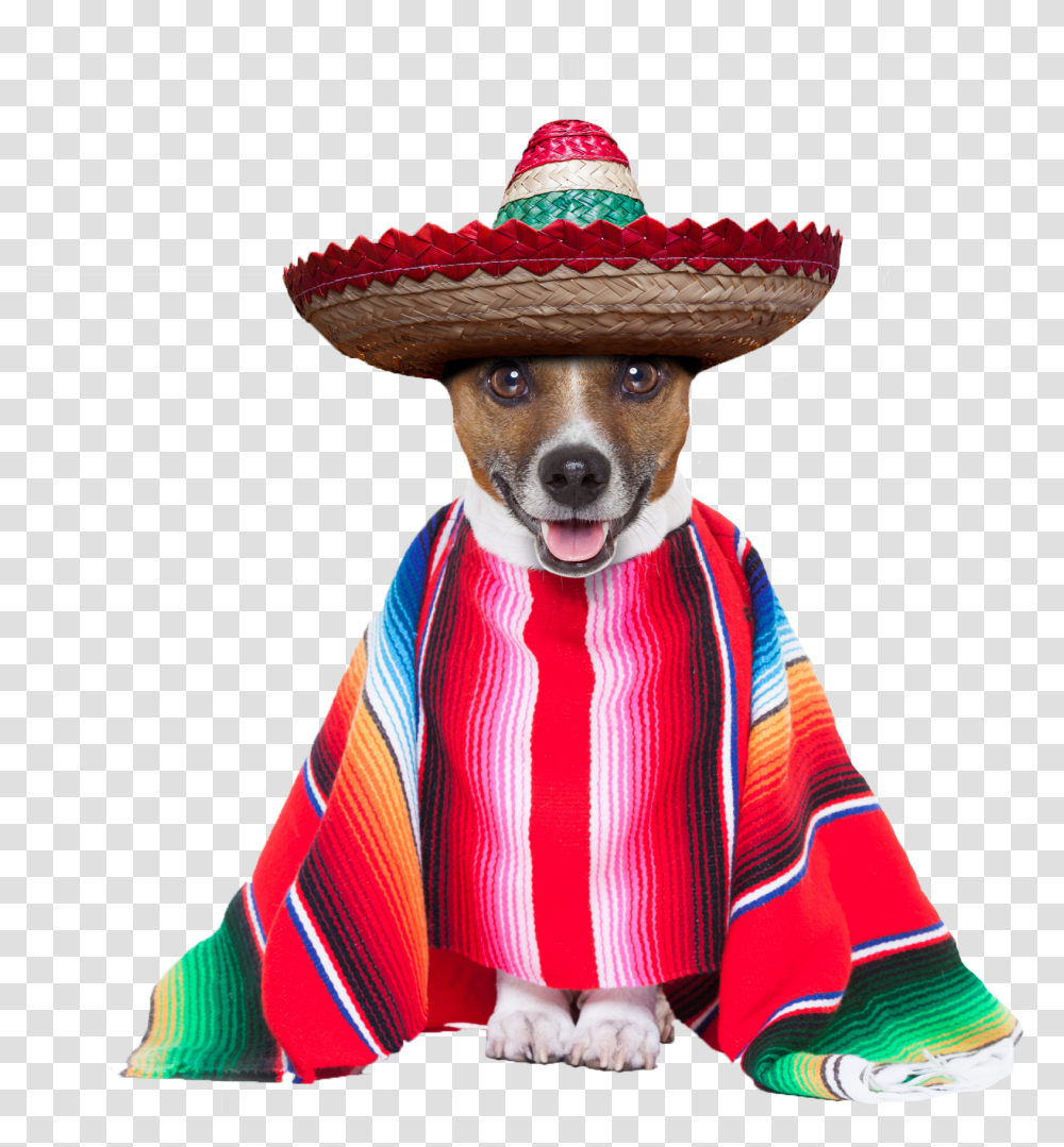Dog Cinco De Mayo, Apparel, Sombrero, Hat Transparent Png