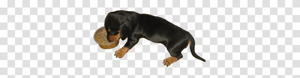 Dog Clip Art, Canine, Mammal, Animal, Pet Transparent Png