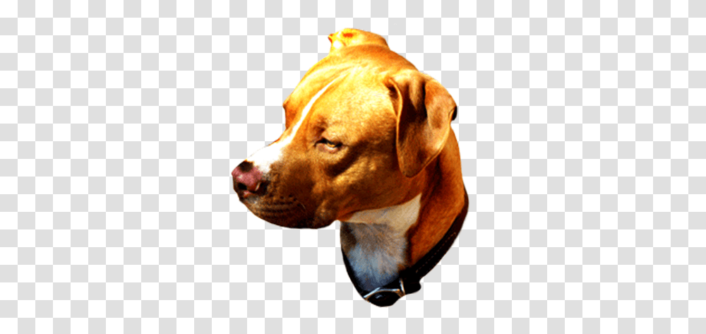 Dog Clip Art, Snout, Pet, Canine, Animal Transparent Png