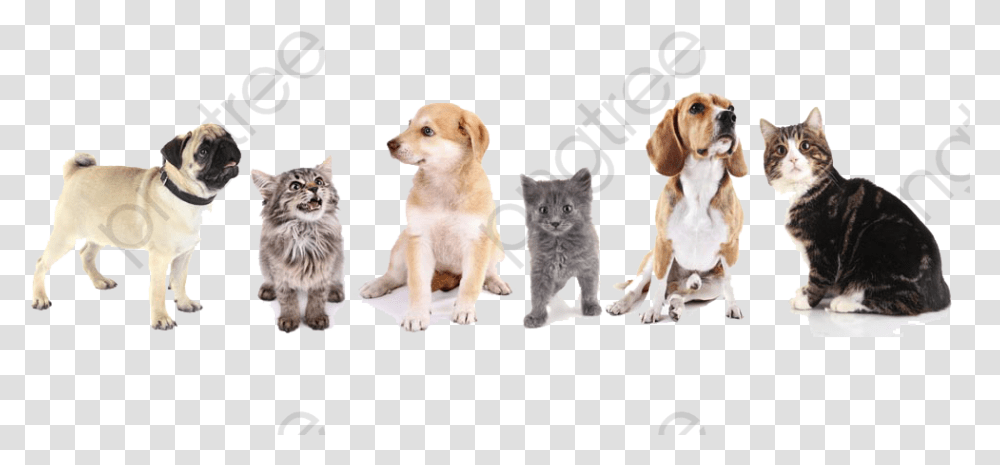Dog Clipart Wall Painting Of Cat And Dog, Pet, Animal, Canine, Mammal Transparent Png