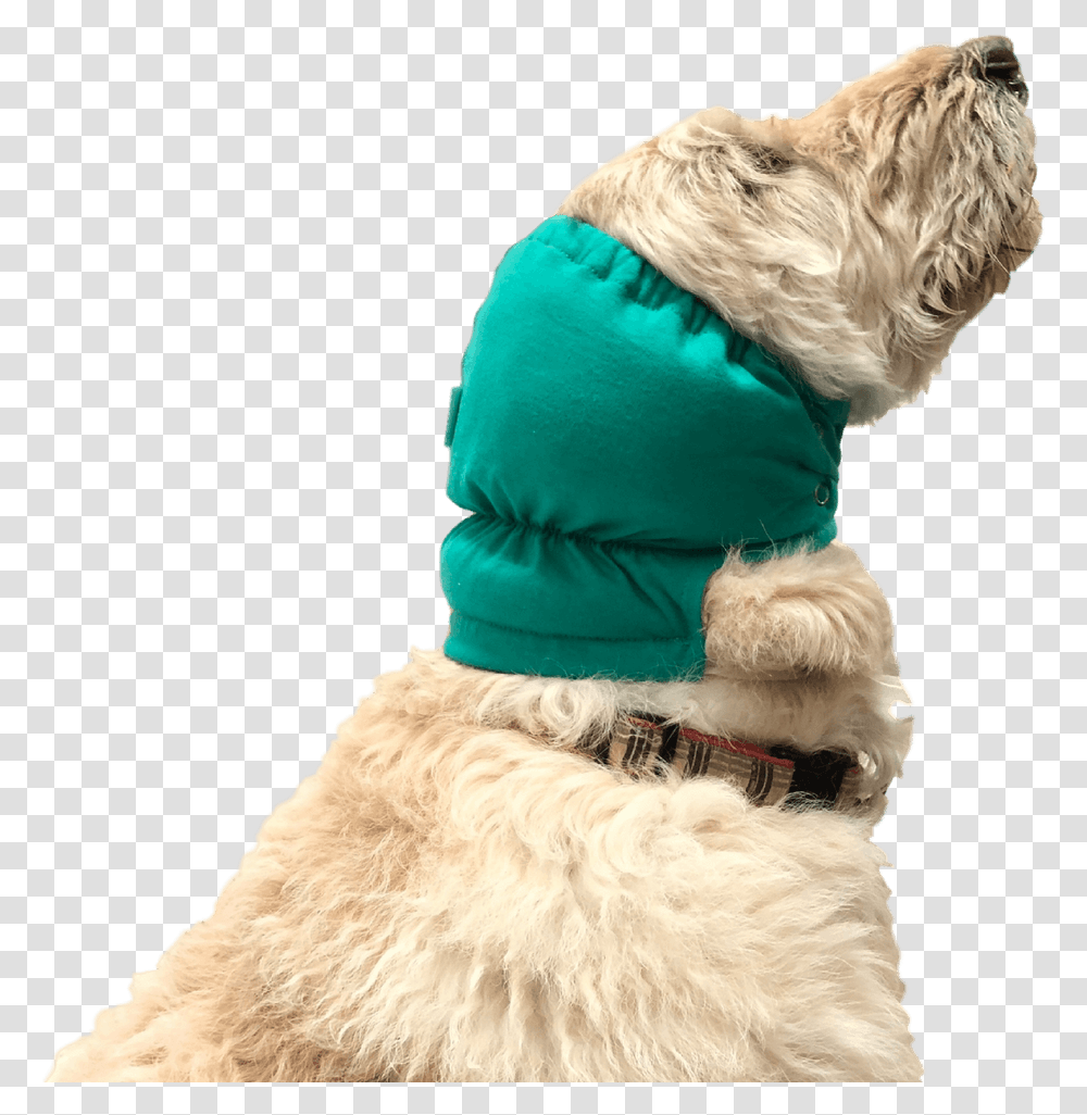 Dog Clothes, Animal, Hat, Mammal Transparent Png