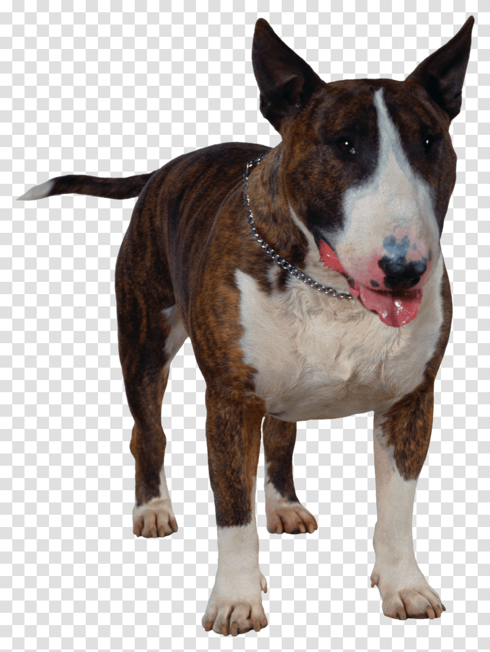 Dog Co Bull Terrier, Pet, Canine, Animal, Mammal Transparent Png