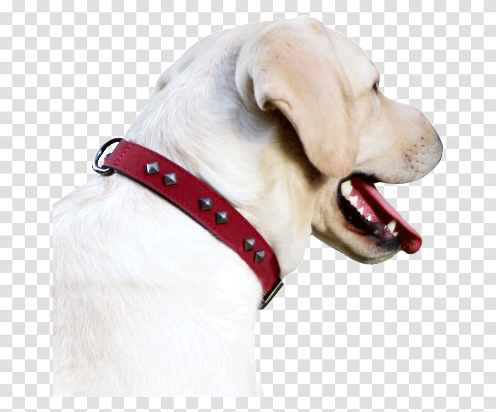 Dog Collar Dog Chain Collar Large Dog Dog Collar Dog Dog Yawns, Accessories, Accessory, Pet, Canine Transparent Png