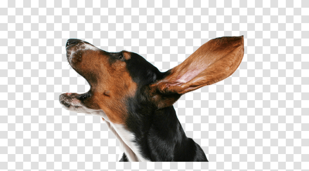 Dog Collar Puppy Bark Dog Collar Small Dog Barking, Hound, Pet, Canine, Animal Transparent Png