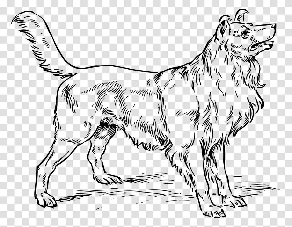 Dog Collie Breed Pedigree Border Purebred Collie Dog Coloring Pages, Outdoors, Astronomy, Outer Space, Universe Transparent Png