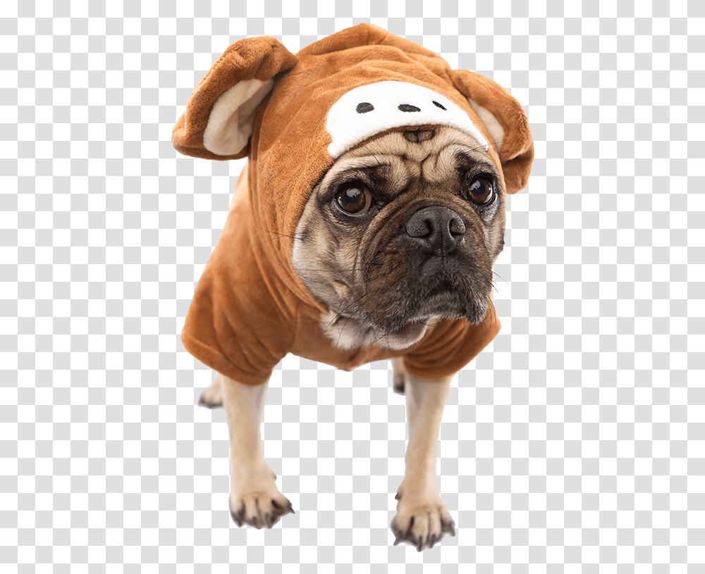 Dog Costume, Pet, Animal, Canine, Mammal Transparent Png