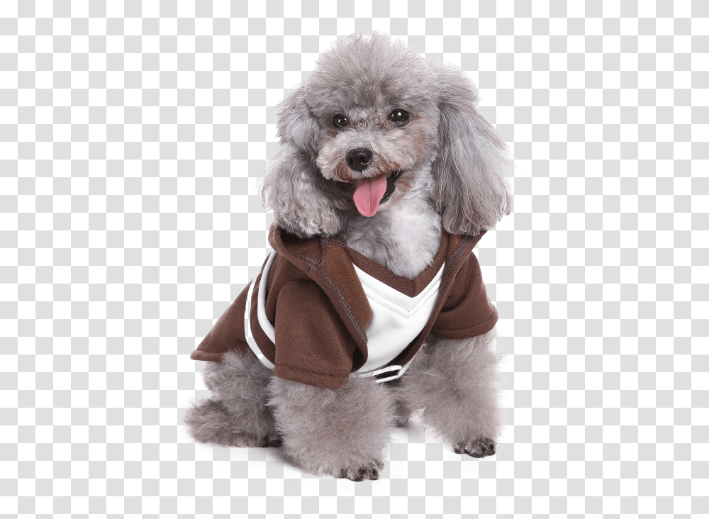 Dog Costume Star Wars, Poodle, Pet, Canine, Animal Transparent Png