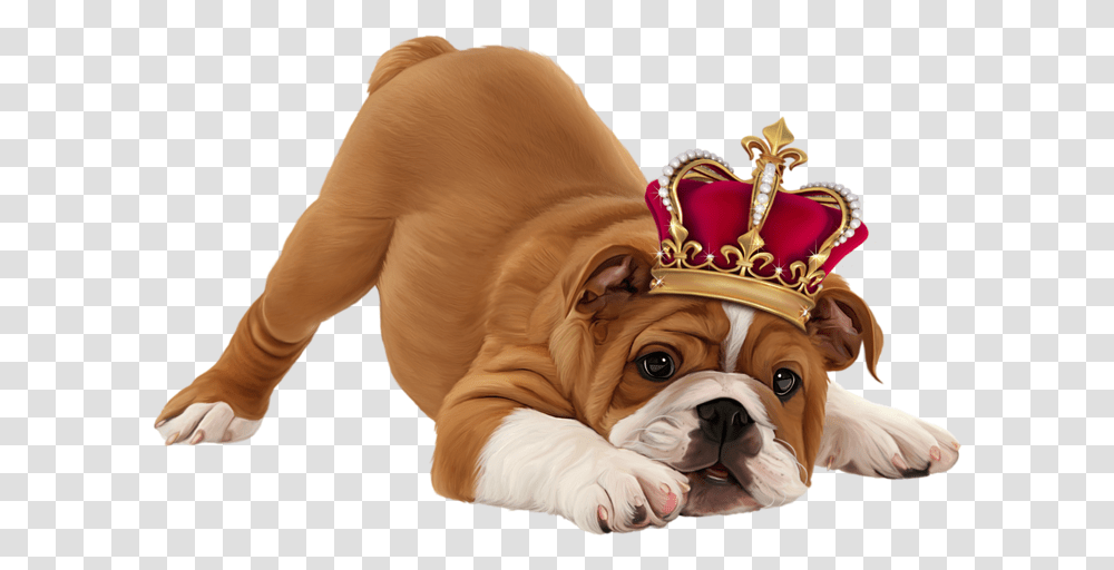 Dog Crown Official Psds Puppy Hd Images In White Background, Person, Human, Pet, Animal Transparent Png