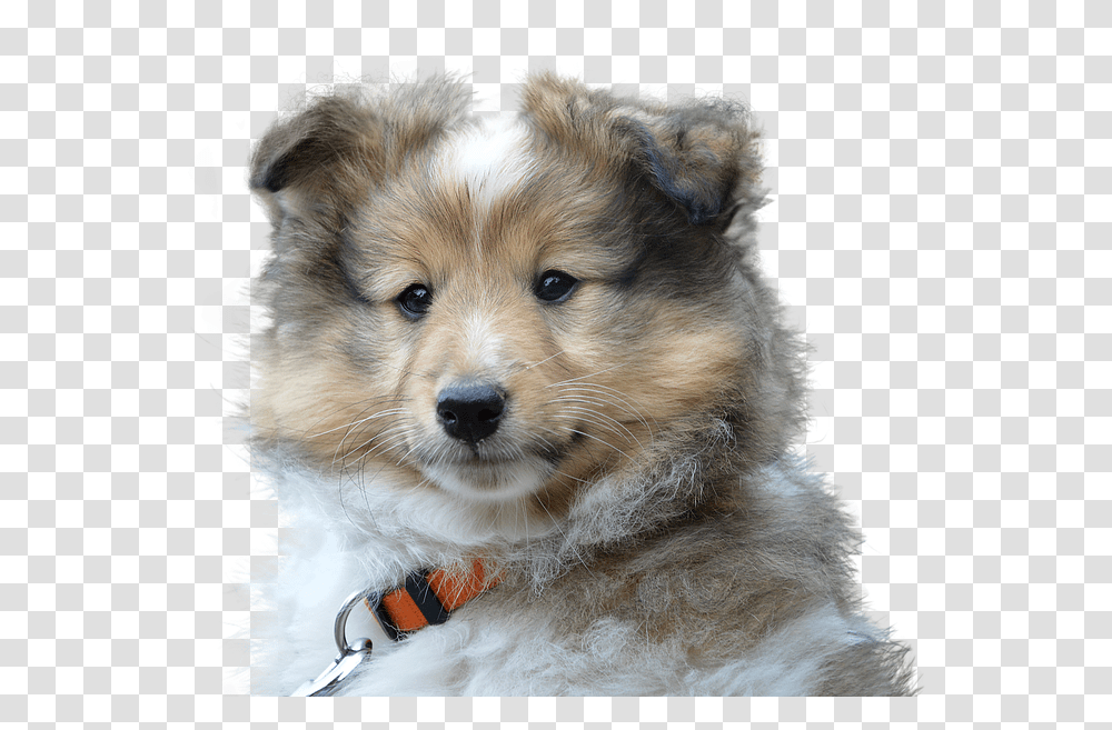 Dog Cute Isolated Pet Portrait Sad Young Dog Portrait, Canine, Animal, Mammal, Puppy Transparent Png
