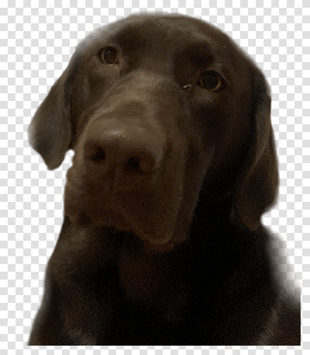Dog Cute Puppy Funny Chubby Freetoedit Sticker By Mamon Labrador Retriever Transparent Png