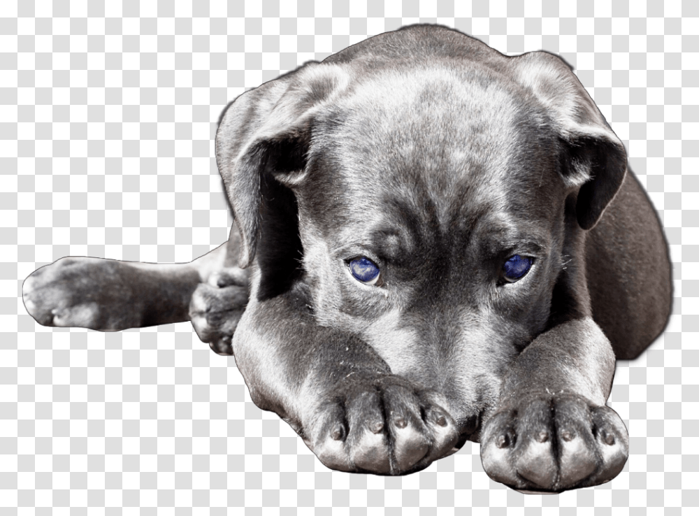 Dog Cute Puppy Lab Labrador Labradorretriever Labrador Retriever, Pet, Canine, Animal, Mammal Transparent Png