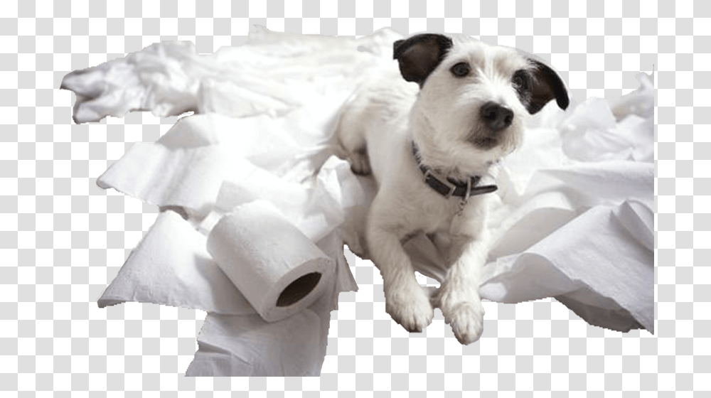Dog Destroying Toilet Paper, Pet, Canine, Animal, Mammal Transparent Png