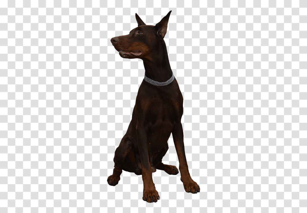 Dog Doberman Animal Doberman, Pet, Canine, Mammal, Accessories Transparent Png