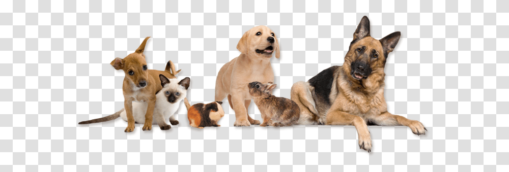 Dog Dogs Cat Cats Rabbit Bunny Animals Terrieasterly Veterinarian Dog And Cat, Pet, Canine, Mammal, Puppy Transparent Png