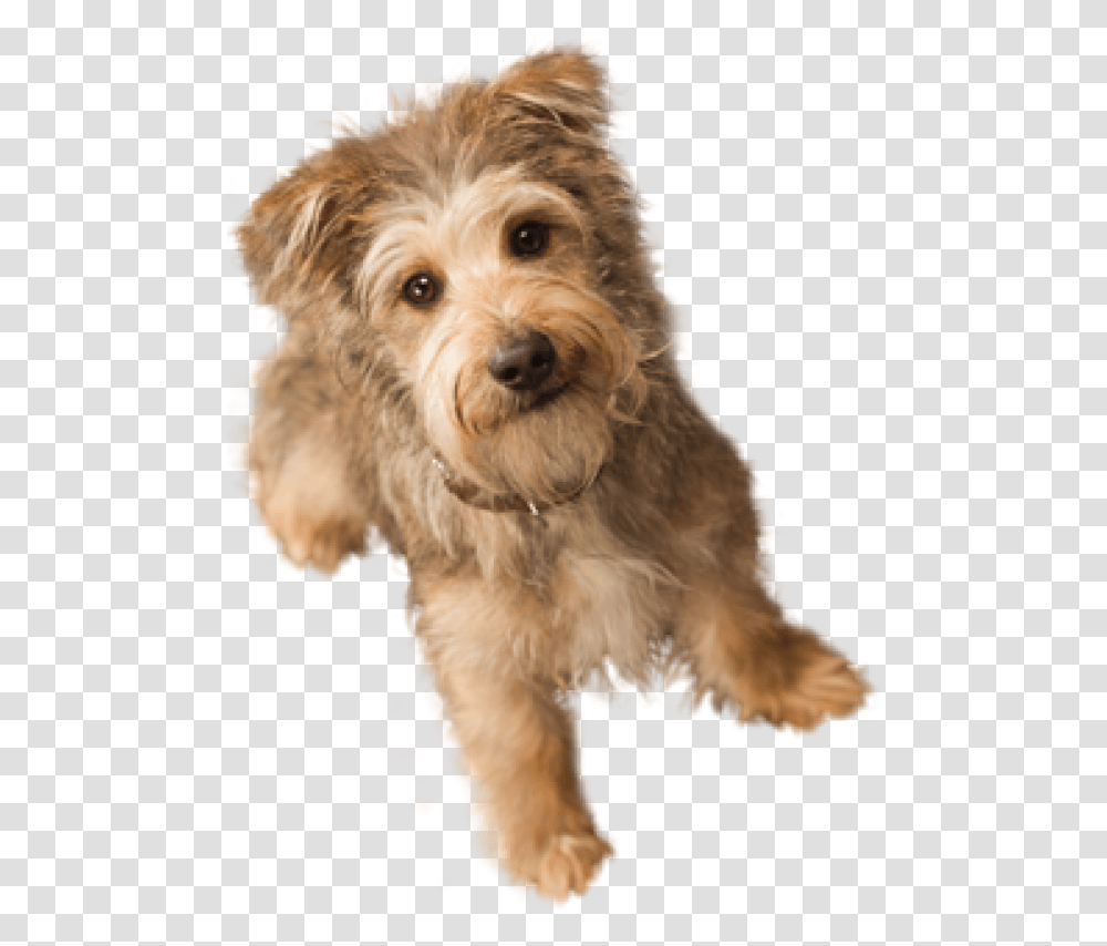 Dog Doll Small Dog Background, Pet, Canine, Animal, Mammal Transparent Png