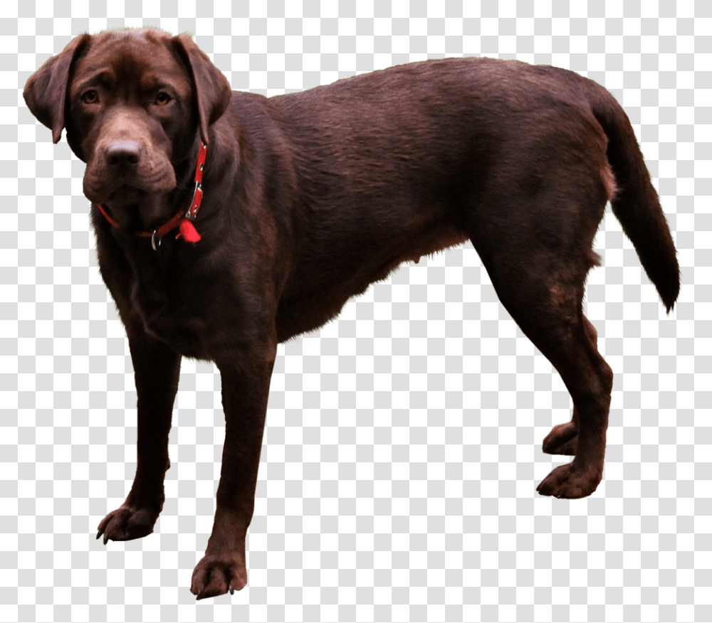 Dog Domestic Animals, Pet, Canine, Mammal, Labrador Retriever Transparent Png