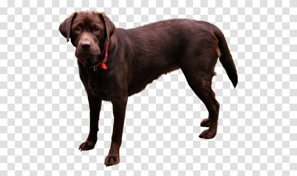 Dog Domestic Animals, Pet, Canine, Mammal, Labrador Retriever Transparent Png
