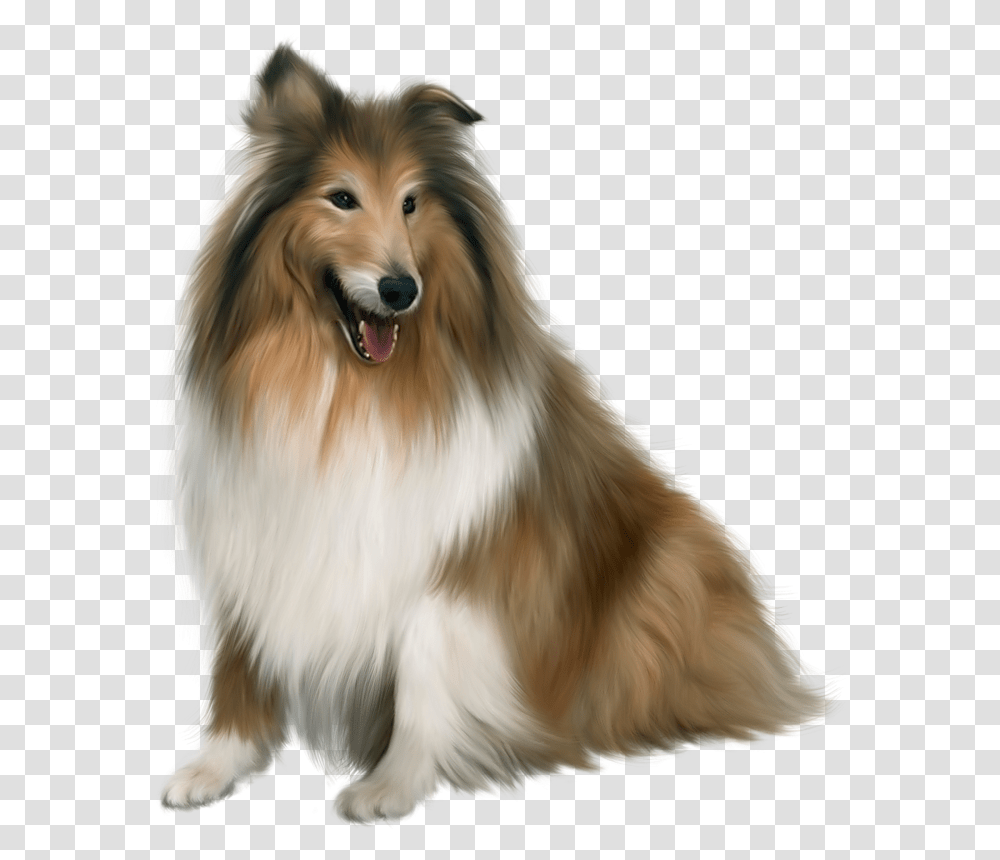 Dog Download Image Collie, Pet, Canine, Animal, Mammal Transparent Png