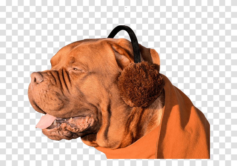 Dog Ear Muffs Fun Cute Pet Animal Domesticated Ear Mite N Dogs, Canine, Mammal, Bulldog, Pitbull Transparent Png
