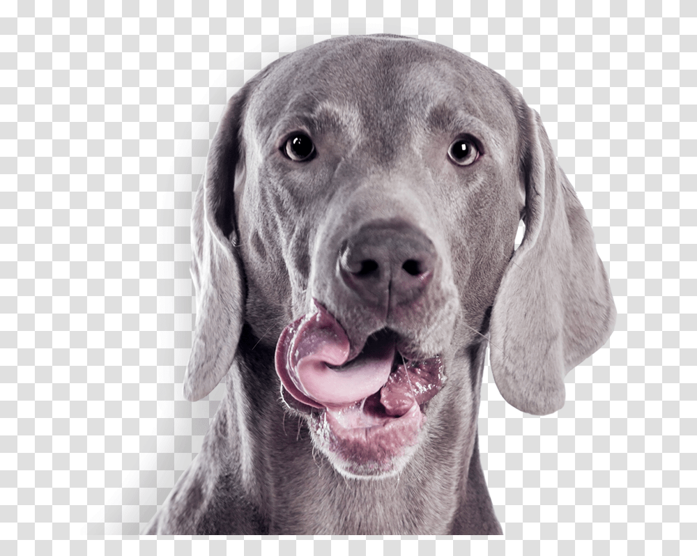 Dog Ears Gray Dog, Pet, Canine, Animal, Mammal Transparent Png