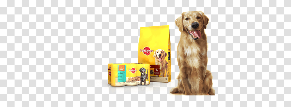 Dog Eating Food Pedigree Logo, Golden Retriever, Pet, Canine, Animal Transparent Png